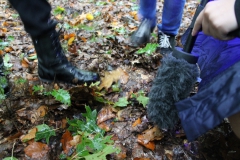 Wet sound, dry sounds in the forest